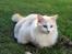 Ragdoll Chubby (DK Vandoll Royal Ricco)