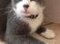 Huskat Poul