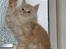 Maine Coon Sammie - Hej hej Madmor, kommer snart hjem til dig <3