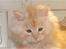 Maine Coon Sammie - Ævvv, er der slet ingen der gider at lege med mig, snøft..<3