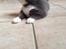 Huskat Poul