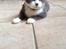 Huskat Poul