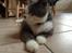 Huskat Poul