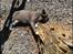 Blanding af racer Bamse "Verdens bedste kat" - I love you