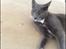 Blanding af racer Bamse "Verdens bedste kat" - Min lille model