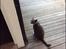 Blanding af racer Bamse "Verdens bedste kat" - Her slutter rejsen tak fordi i så med. Vi håber på en bedømmelse og kommentar <3