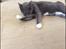 Blanding af racer Bamse "Verdens bedste kat" - Bamse er den bedste