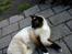 Hellig Birma Mizz-mizz R.I.P