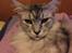 Maine Coon (Thor) Amistia Glowing Silver