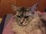 Maine Coon (Thor) Amistia Glowing Silver