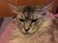 Maine Coon (Thor) Amistia Glowing Silver
