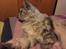 Maine Coon (Thor) Amistia Glowing Silver