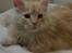 Maine Coon Sammie - Sammie 12 uger taget  d 18-2.15