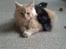 Maine Coon Sammie - Sammie 12 uger taget  d 18-2.15