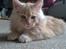 Maine Coon Sammie - Sammie 12 uger taget  d 18-2.15-Lige vågnet.<3
