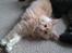 Maine Coon Sammie - Sammie 12 uger taget  d 18-2.15