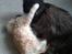 Maine Coon Sammie - Sammie 12uger taget  d 18-2.15, Allerede gode venner med Perle.