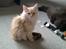 Maine Coon Sammie - Sammie 12 uger taget  d 18-2.15. Lige vågnet.