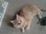 Maine Coon Sammie - Sammie 12 uger taget  d 18-2.15