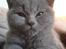 British Shorthair Toby (Voyager)