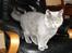 British Shorthair Toby (Voyager) - Dette er Toby's søster Phoenix, der bor på Sjælland.