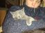 British Shorthair Toby (Voyager)