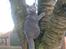 British Shorthair Toby (Voyager)
