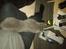 British Shorthair Toby (Voyager)