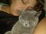 British Shorthair Toby (Voyager)