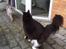 Maine Coon (Thor) Amistia Glowing Silver