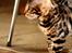 Bengal Kungsgarden Vladimir