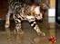 Bengal Kungsgarden Vladimir