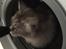 Maine Coon (Thor) Amistia Glowing Silver