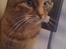 Blanding af racer Missy'munter (Himmel kat )