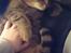 Blanding af racer Missy'munter (Himmel kat )