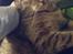 Blanding af racer Missy'munter (Himmel kat )
