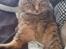 Blanding af racer Missy'munter (Himmel kat )