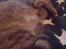 Blanding af racer Missy'munter (Himmel kat )