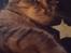 Blanding af racer Missy'munter (Himmel kat )