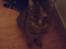 Blanding af racer Missy'munter (Himmel kat )
