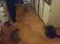 Blanding af racer Missy'munter (Himmel kat )