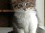 Norsk Skovkat DK SHAGGYTAIL'S OH MY SWEET DIVA 