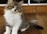 Norsk Skovkat DK SHAGGYTAIL'S OH MY SWEET DIVA 