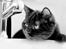 British Shorthair Kako