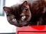 British Shorthair Kako