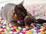 British Shorthair Kako