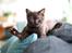 British Shorthair Kako