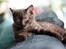 British Shorthair Kako
