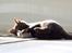 British Shorthair Kako