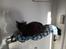 Burmeser Baily  - Rediator kat :D 